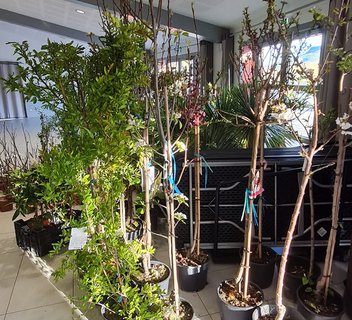 Photo Marché aux fleurs