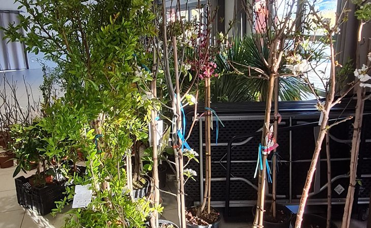 Photo Marché aux fleurs