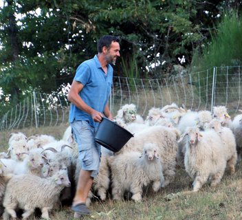 Mohair d'Ardèche - Angora goat breeding