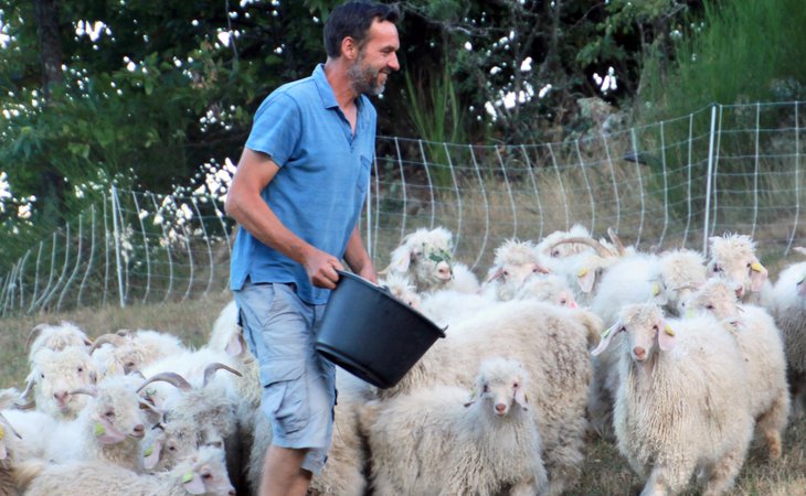 Photo Mohair d'Ardèche - Angora goat breeding