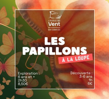 Photo Les papillons à la loupe - Exploration