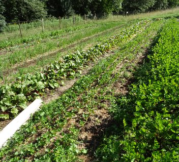 Photo Visite du Potager de Mandé - De Ferme en Ferme