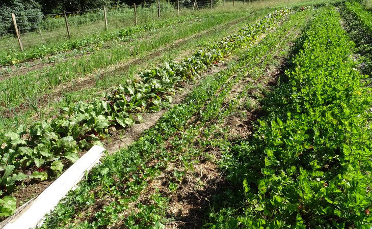 Photo Visite du Potager de Mandé - De Ferme en Ferme