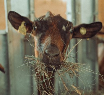 Photo Visite de la Ferme de l'Oppidum - De Ferme en Ferme