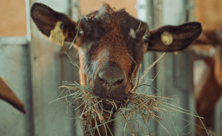 Photo Visite de la Ferme de l'Oppidum - De Ferme en Ferme