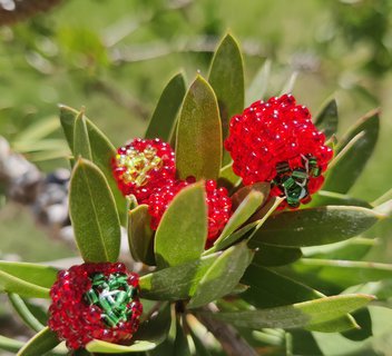 Photo Animation "pendentif framboise"