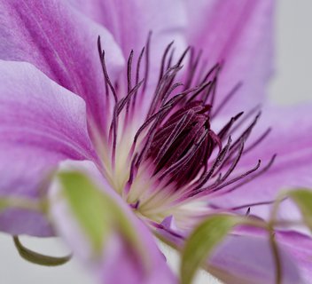 Photo Journée Ardèche Nature : Balade Nature "A la rencontre des fleurs"