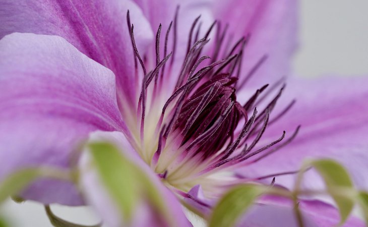 Photo Journée Ardèche Nature : Balade Nature "A la rencontre des fleurs"