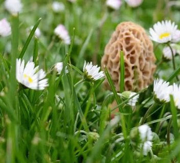 Photo Découverte et dégustation des champignons et plantes sauvages au Lac de Devesset - L'Automnal gourmand