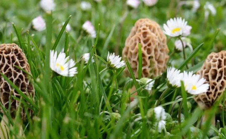 Photo Découverte et dégustation des champignons et plantes sauvages au Lac de Devesset - L'Automnal gourmand