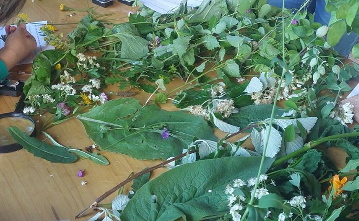 Photo Balades gourmandes à la découverte des plantes sauvages - L'Automnal gourmand