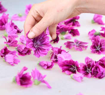 Photo Atelier gourmand Terre d'Ardèche - Cueillette et dégustation des plantes