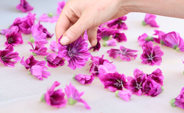Photo Atelier gourmand Terre d'Ardèche - Cueillette et dégustation des plantes