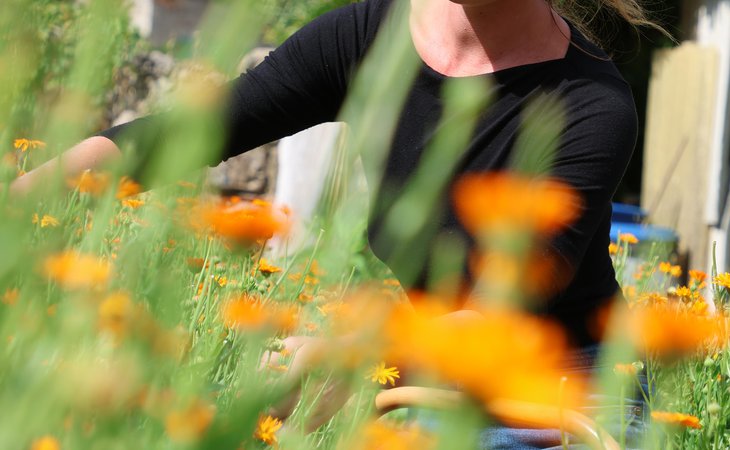 Photo Visite guidée au jardin médicinal