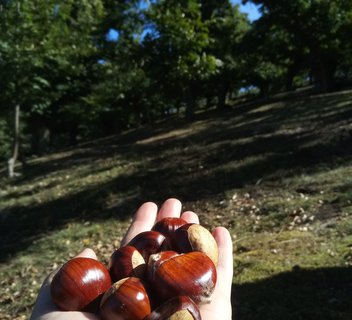 Photo Everything You’ll Ever Want to Know About Chestnuts – Interactive Tour