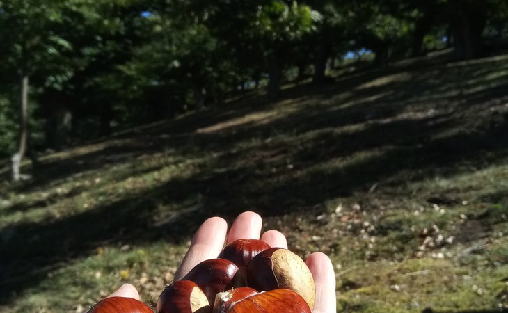 Photo Everything You’ll Ever Want to Know About Chestnuts – Interactive Tour