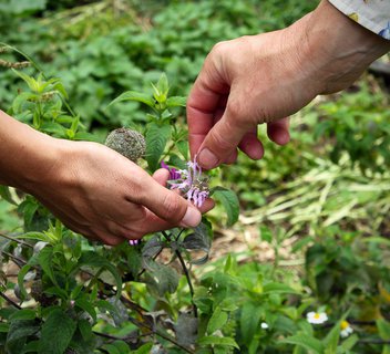 Photo Sortie nature "À la découverte des plantes sauvages de l'été"