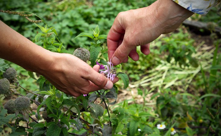 Photo Sortie nature "À la découverte des plantes sauvages de l'été"