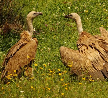 Photo Lecture: ‘Vultures: these giants – who are they? Where do they come from? What do they do?’