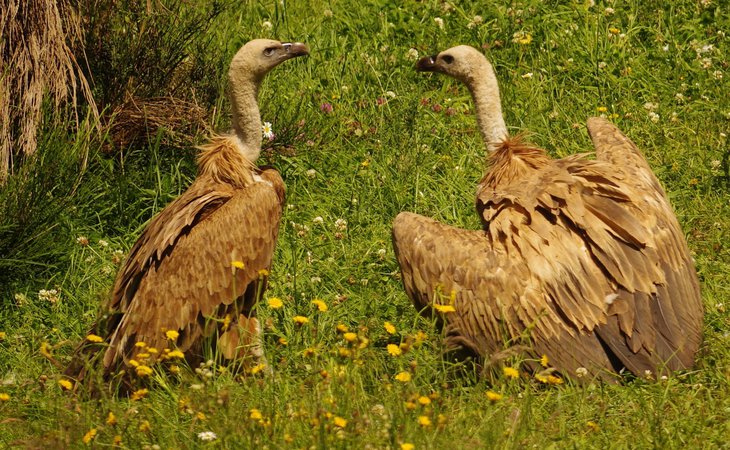 Photo Lecture: ‘Vultures: these giants – who are they? Where do they come from? What do they do?’