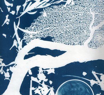 Photo Les ateliers d'été du cyanotype