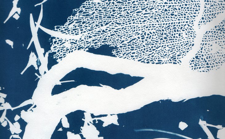 Photo Les ateliers d'été du cyanotype