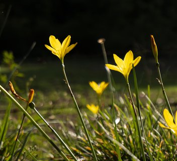 Photo Sortie nature : Plantes sauvages et leurs vertus oubliées