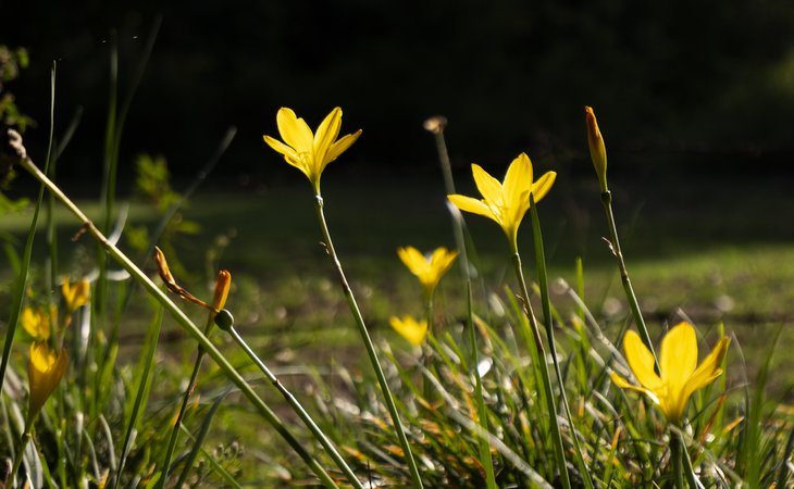 Photo Sortie nature : Plantes sauvages et leurs vertus oubliées