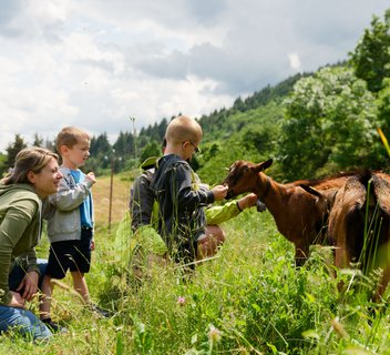 Photo Du pré à l’assiette : les secrets du Picodon AOP - Fête de la Science