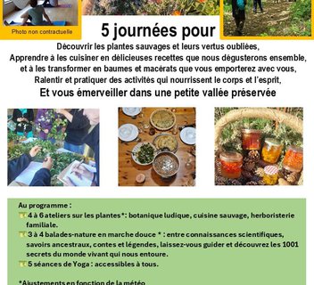 Photo Stage "Yoga, balades nature et découverte des plantes sauvages" (5 jours)