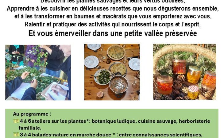 Photo Stage "Yoga, balades nature et découverte des plantes sauvages" (5 jours)