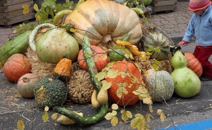 Photo Fête de la courge - L'Automnal gourmand