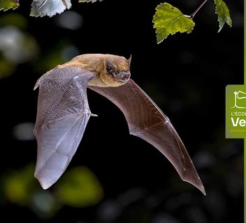 Photo Chauve-souris, reines de la nuit
