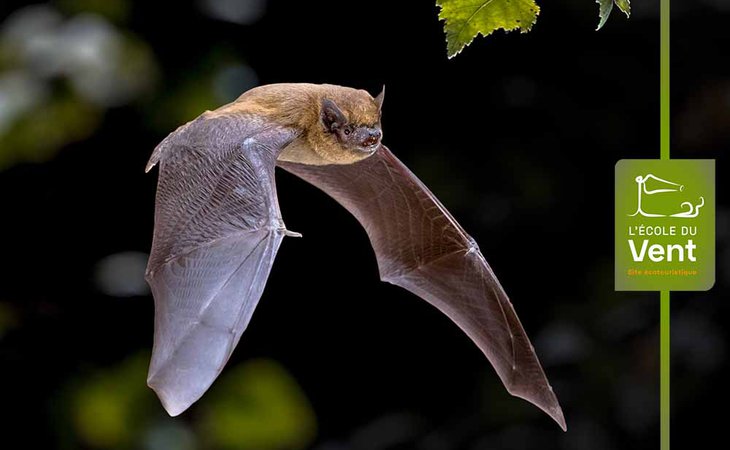 Photo Chauve-souris, reines de la nuit