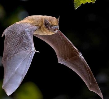 Photo Chauve-souris, reines de la nuit
