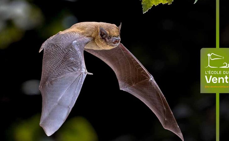 Photo Chauve-souris, reines de la nuit