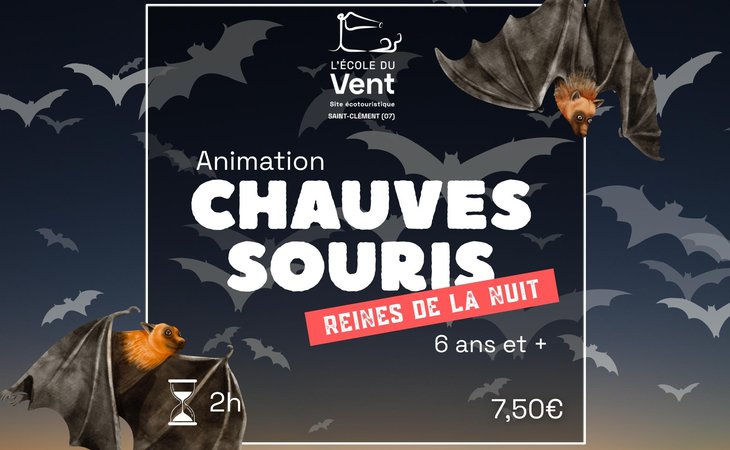 Photo Chauve-souris, reines de la nuit