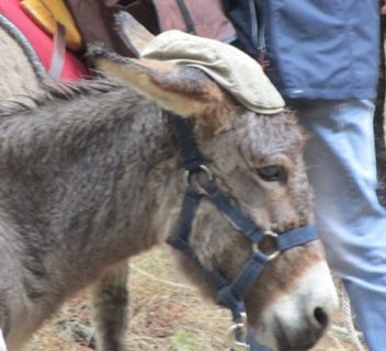 Photo Visite de l'Asinerie ou balade - Les Échappées Estivales