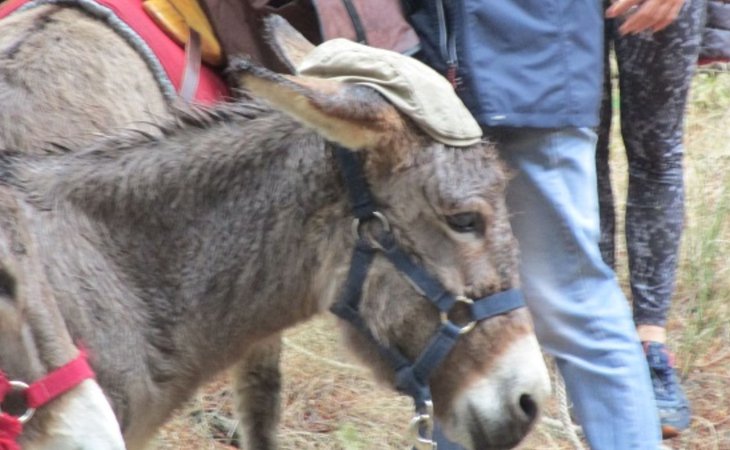 Photo Visite de l'Asinerie ou balade - Les Échappées Estivales