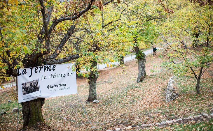 Photo Sentier d'interprétation - "Générations de castanéïculteur"