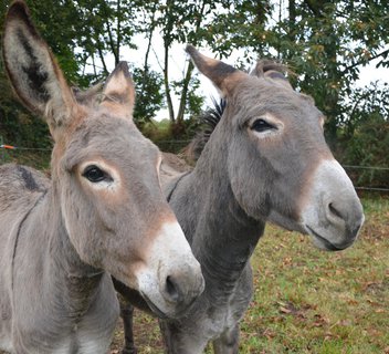 Randonnée avec les ânes