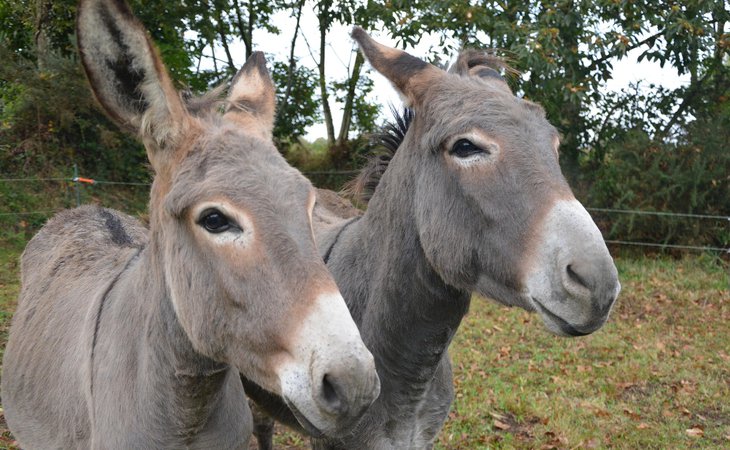 Photo Randonnée avec les ânes