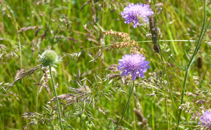 Photo Visites de la distillerie