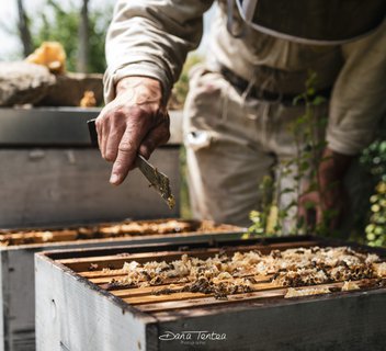 Beekeeping - L'Abeille du Doux