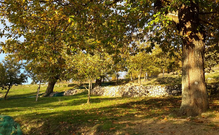 Photo L'Automnal Gourmand - "Visite de la châtaigneraie "