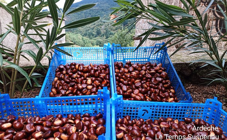 Photo L'Automnal gourmand : ramassage de châtaignes dans la châtaigneraie