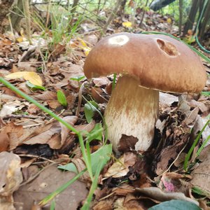 Annulé le 27/09 - Report possible - Balade cueillette champignons - L'Automnal gourmand/Fête de la Science