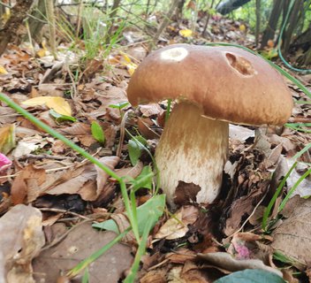 Photo Balade cueillette champignons - L'Automnal gourmand