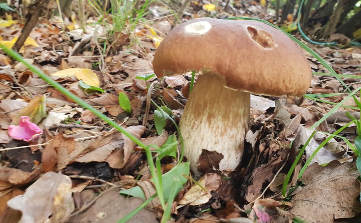 Photo Balade cueillette champignons - L'Automnal gourmand