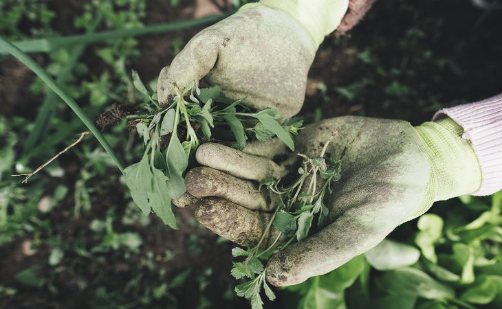 Photo Atelier "Jardinage : De la plantation à la taille des fruitiers"